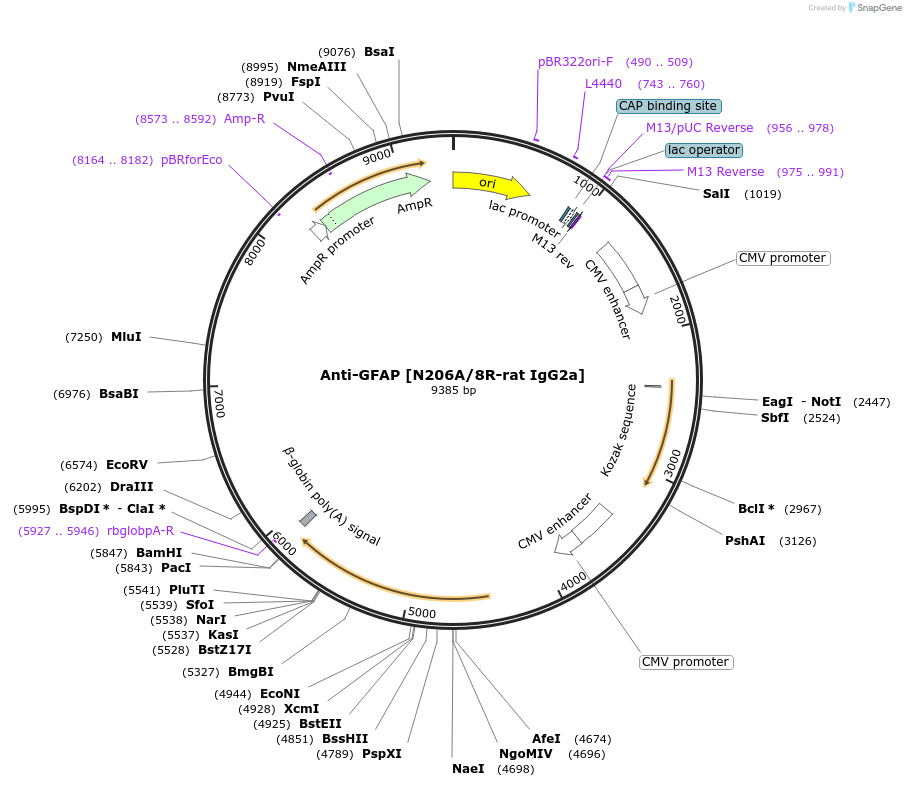 225421-plasmid-map-sequence-id-448487