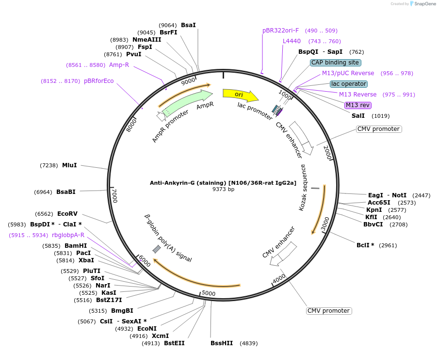 225416-plasmid-map-sequence-id-448493