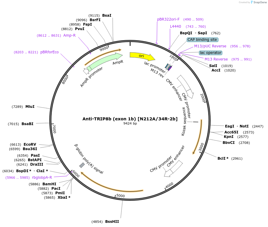 225413-plasmid-map-sequence-id-448495