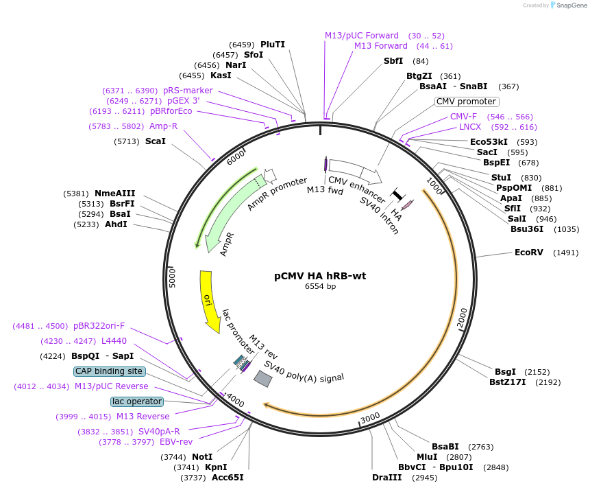 58905-plasmid-map-sequence-id-448496