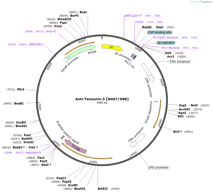 225403-plasmid-map-sequence-id-448499