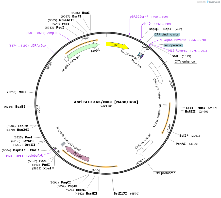 225399-plasmid-map-sequence-id-448501