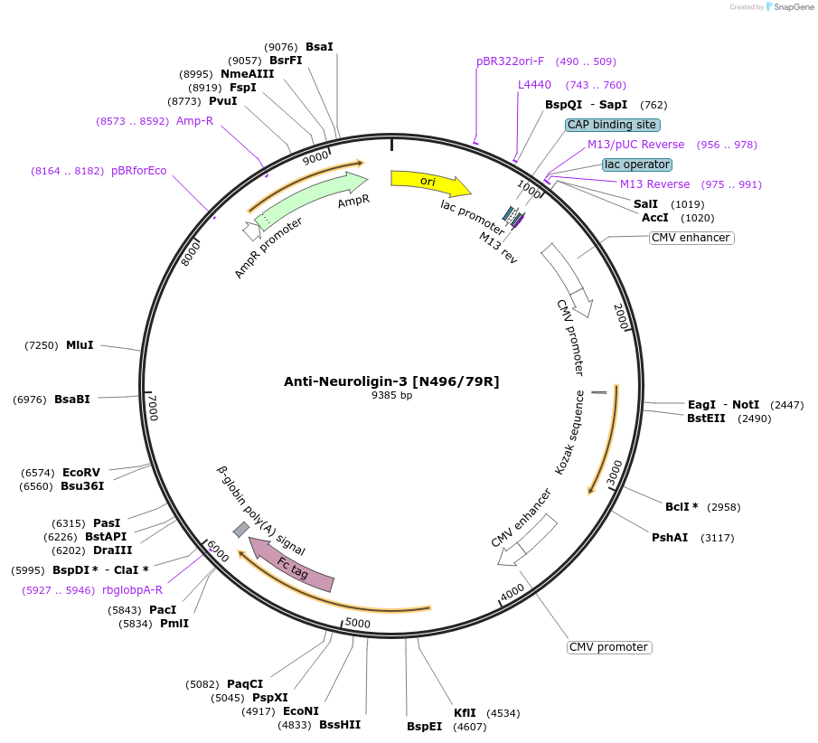 225402-plasmid-map-sequence-id-448502