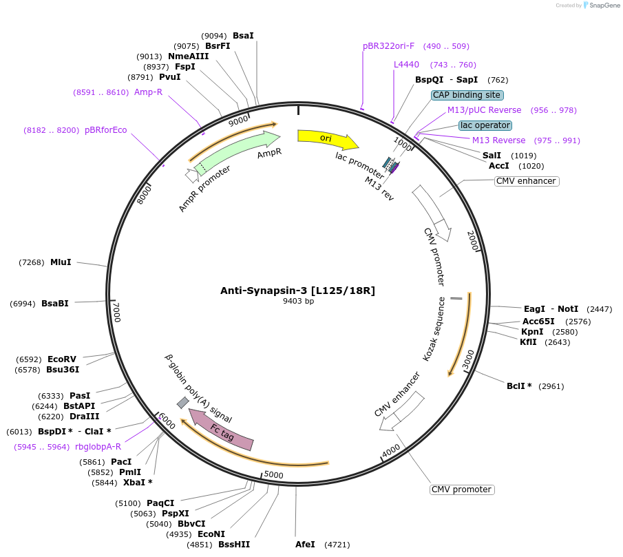 225366-plasmid-map-sequence-id-448506