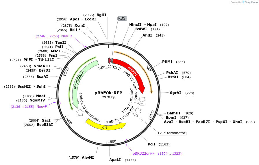 35365-plasmid-map-sequence-id-44856