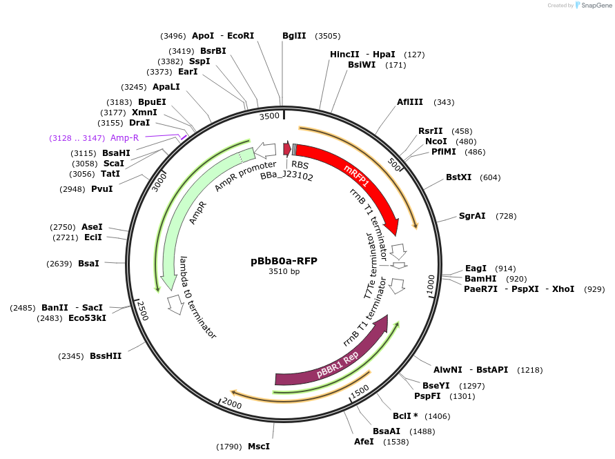 35371-plasmid-map-sequence-id-44860