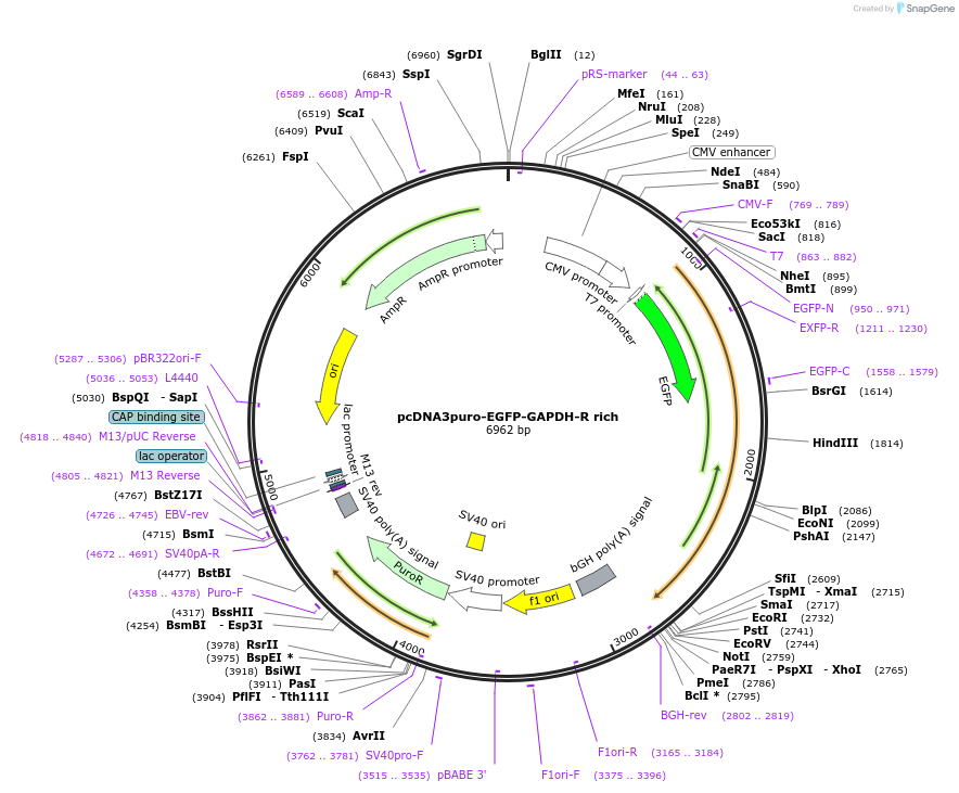 225480-plasmid-map-sequence-id-448629