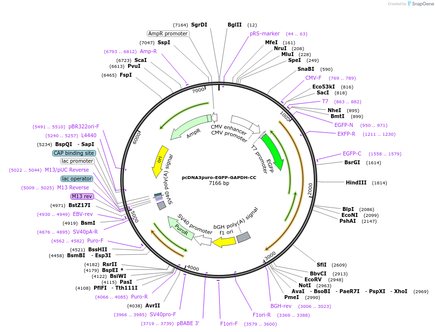 225476-plasmid-map-sequence-id-448630