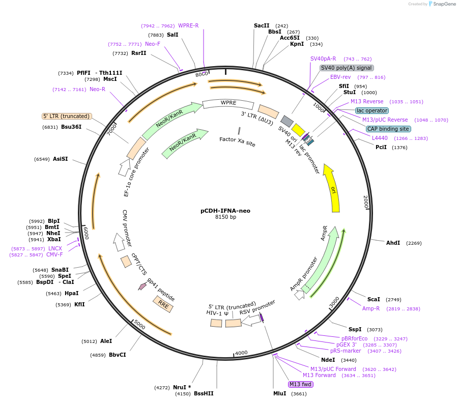 225710-plasmid-map-sequence-id-448635