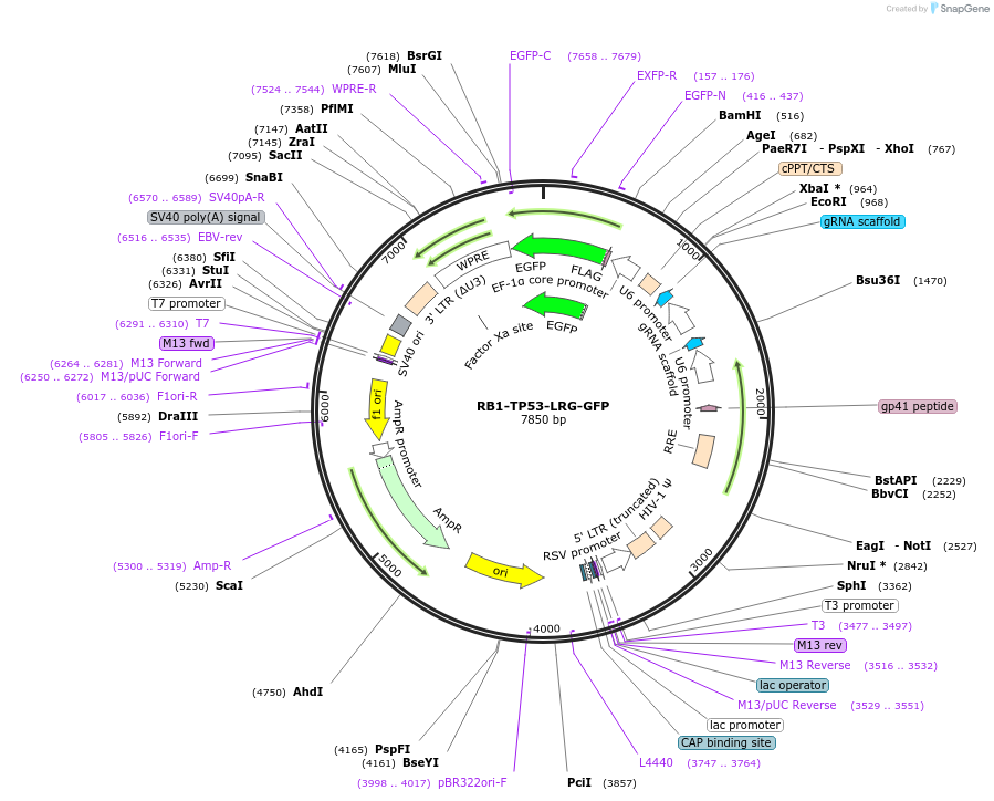 225876-plasmid-map-sequence-id-448647