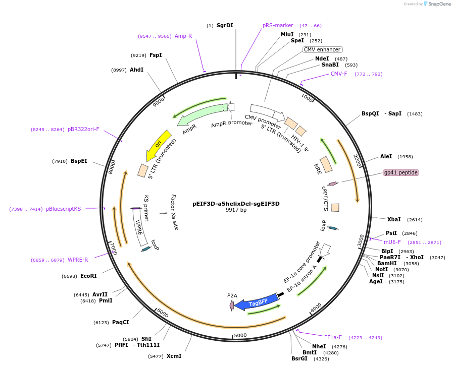 222133-plasmid-map-sequence-id-448648