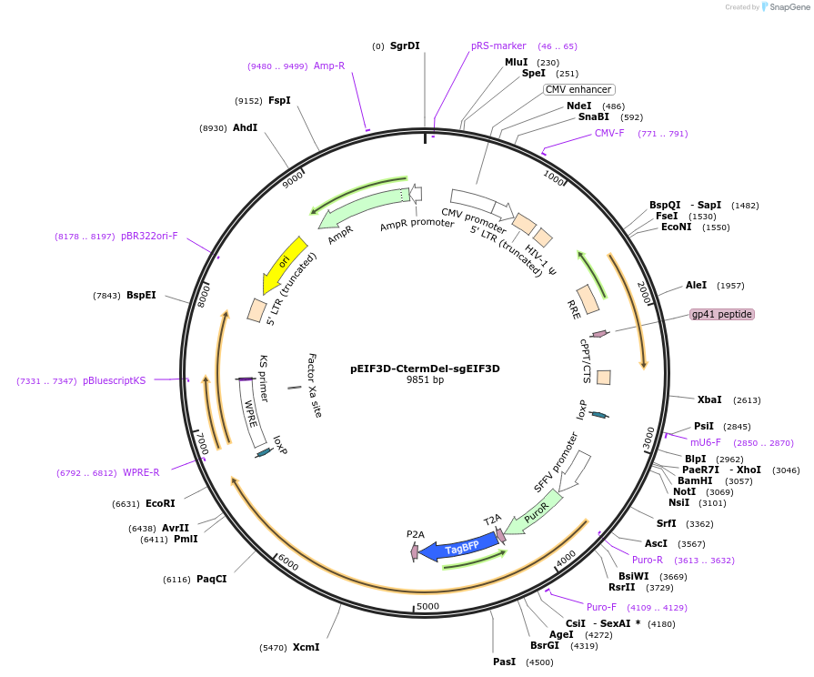 222125-plasmid-map-sequence-id-448685