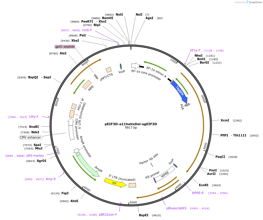 222135-plasmid-map-sequence-id-448686