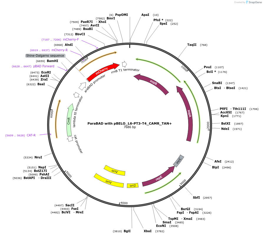 225642-plasmid-map-sequence-id-448699