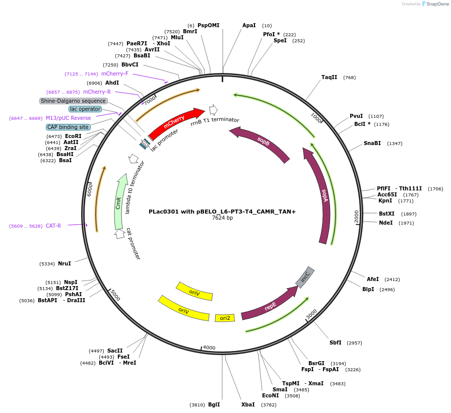 225643-plasmid-map-sequence-id-448701