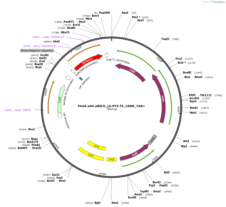 225644-plasmid-map-sequence-id-448702