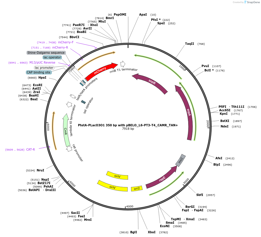 225646-plasmid-map-sequence-id-448711