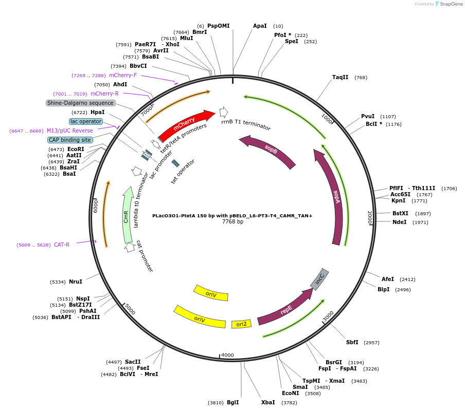 225647-plasmid-map-sequence-id-448712
