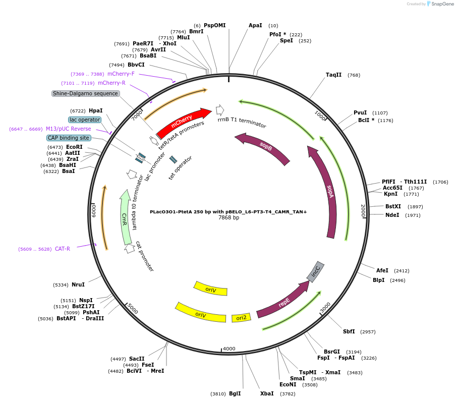 225648-plasmid-map-sequence-id-448715
