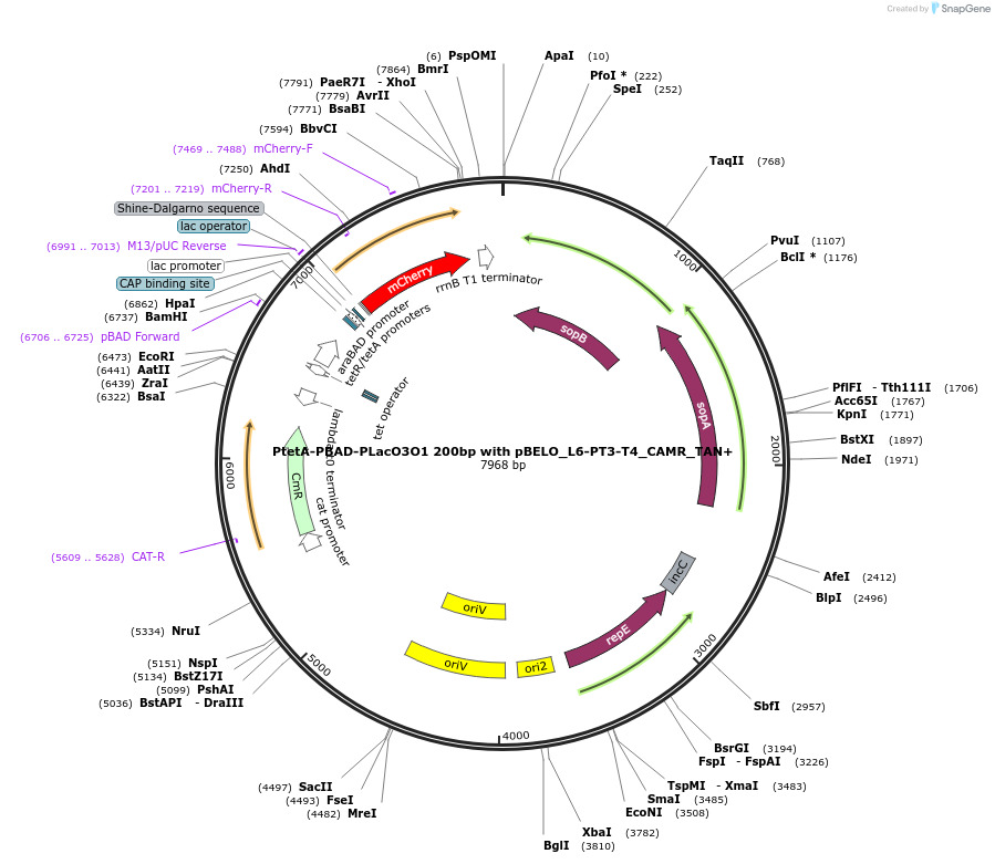 225649-plasmid-map-sequence-id-448716
