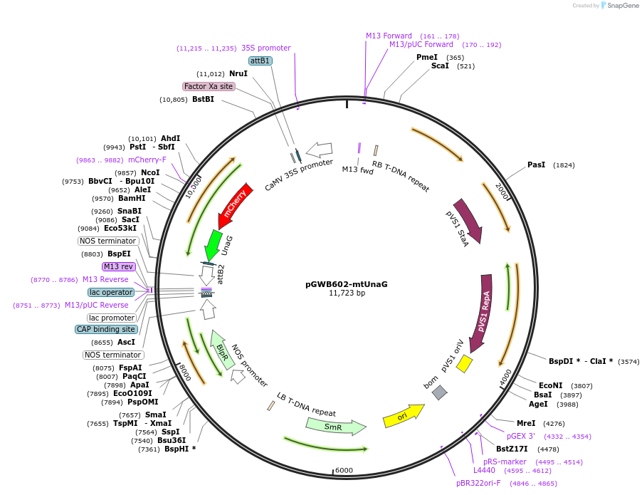 221664-plasmid-map-sequence-id-448726