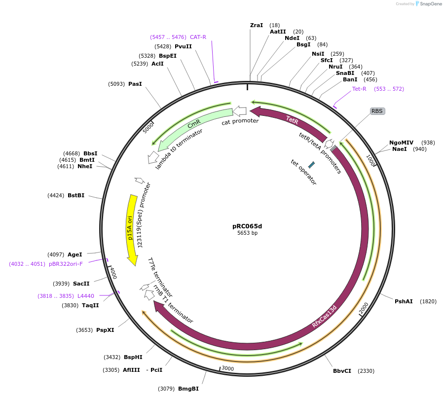225979-plasmid-map-sequence-id-448802