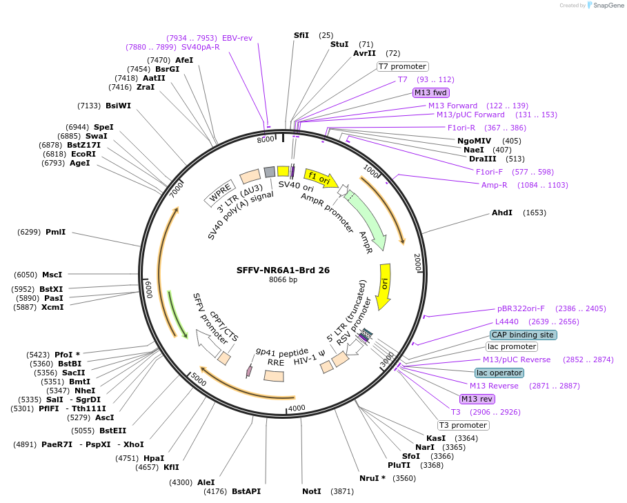 219009-plasmid-map-sequence-id-448865