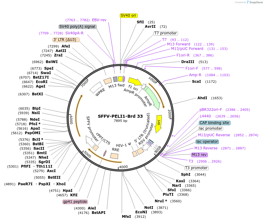 219015-plasmid-map-sequence-id-448867