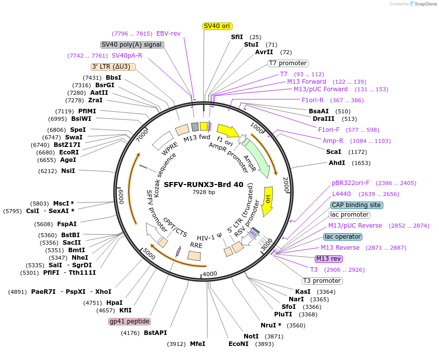 219021-plasmid-map-sequence-id-448872