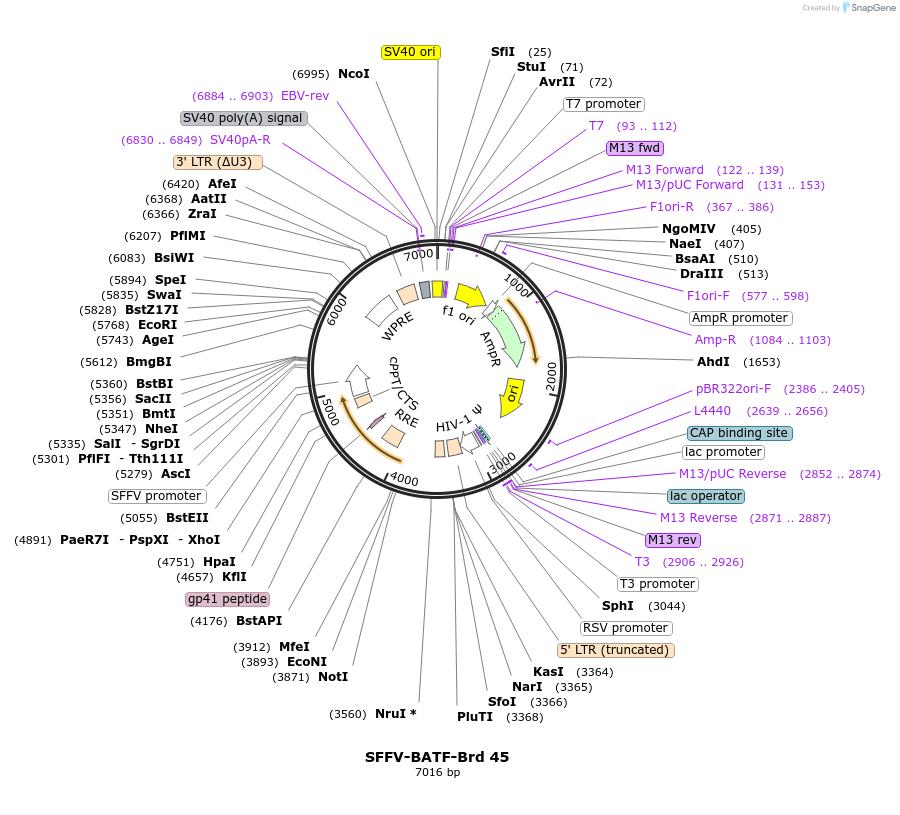 219026-plasmid-map-sequence-id-448876