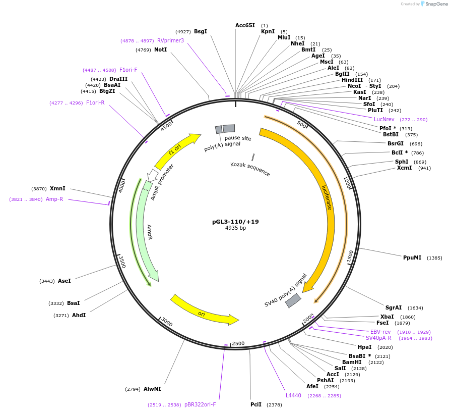 35542-plasmid-map-sequence-id-44888
