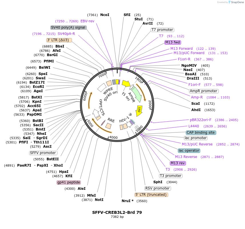 219056-plasmid-map-sequence-id-448887
