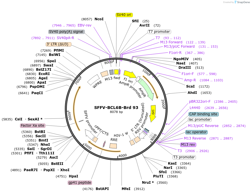 219067-plasmid-map-sequence-id-448893