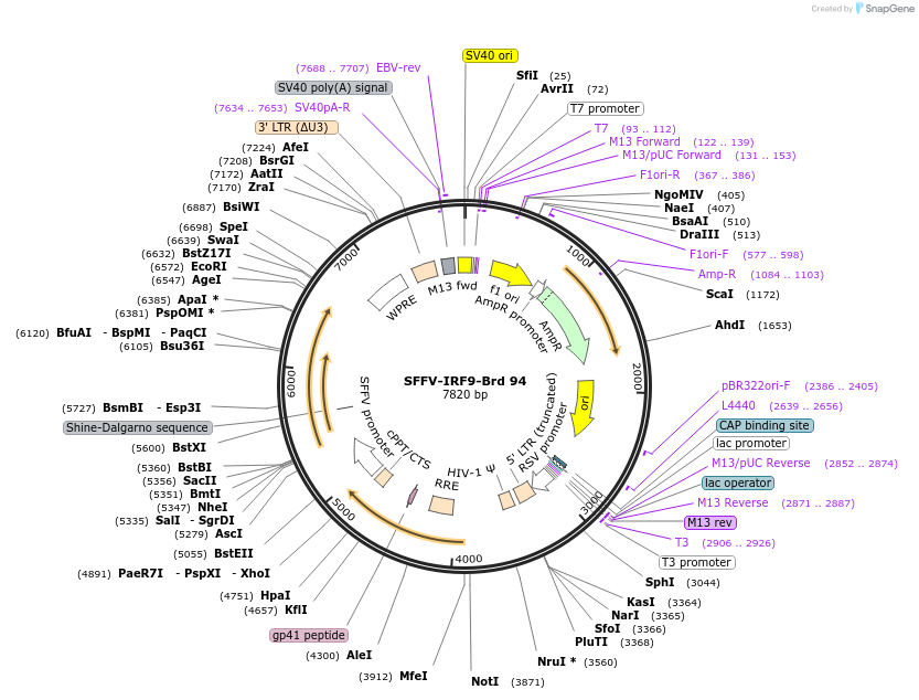 219068-plasmid-map-sequence-id-448894