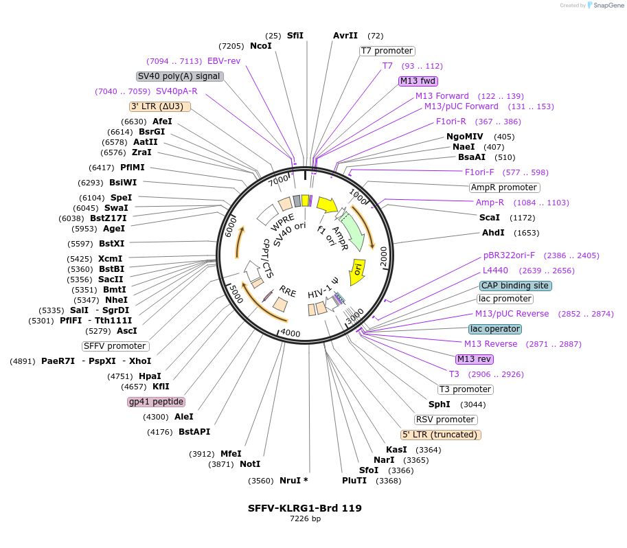 219088-plasmid-map-sequence-id-448909