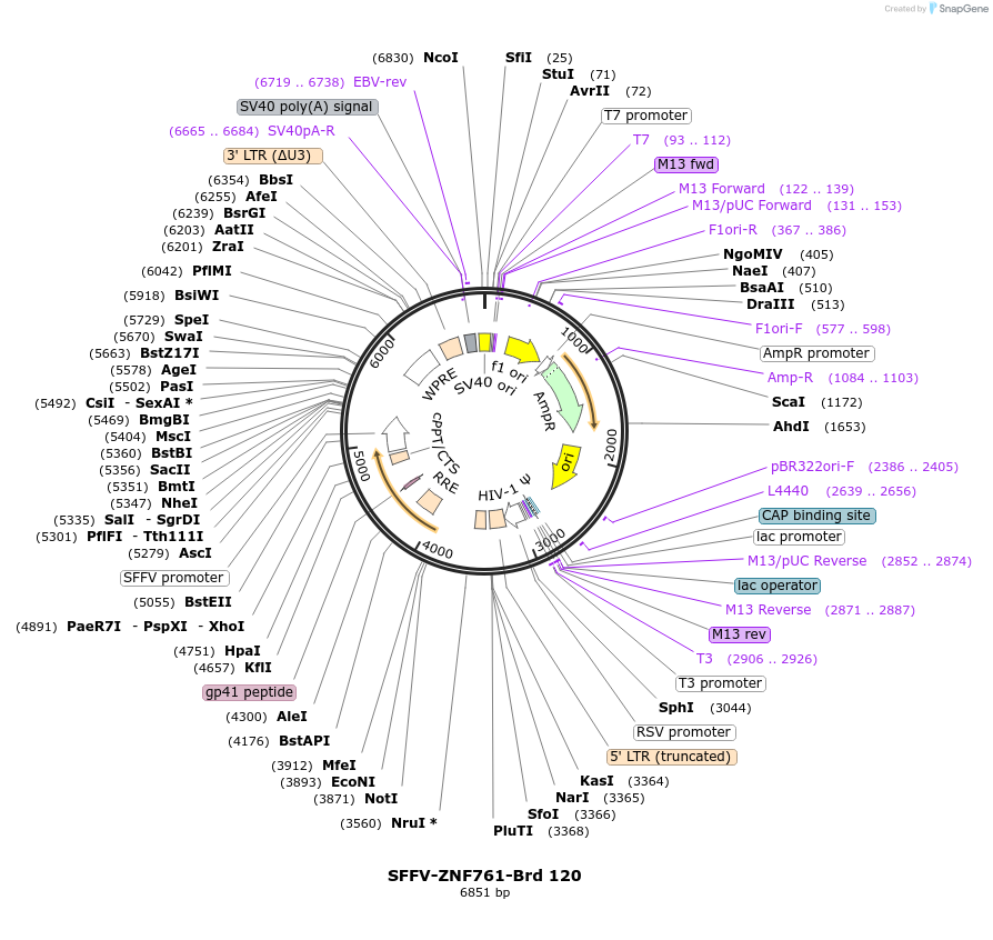 219089-plasmid-map-sequence-id-448910