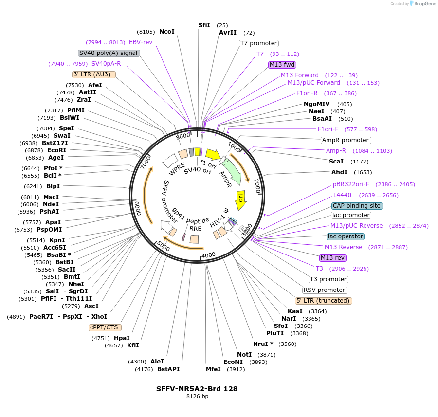219095-plasmid-map-sequence-id-448916