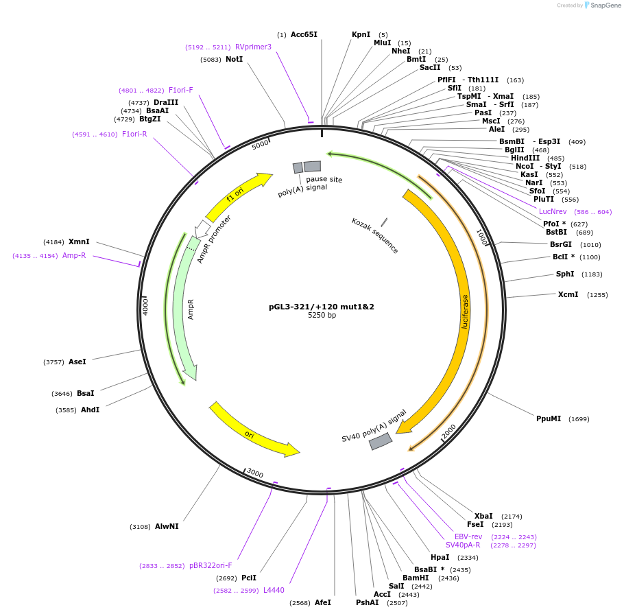35546-plasmid-map-sequence-id-44892