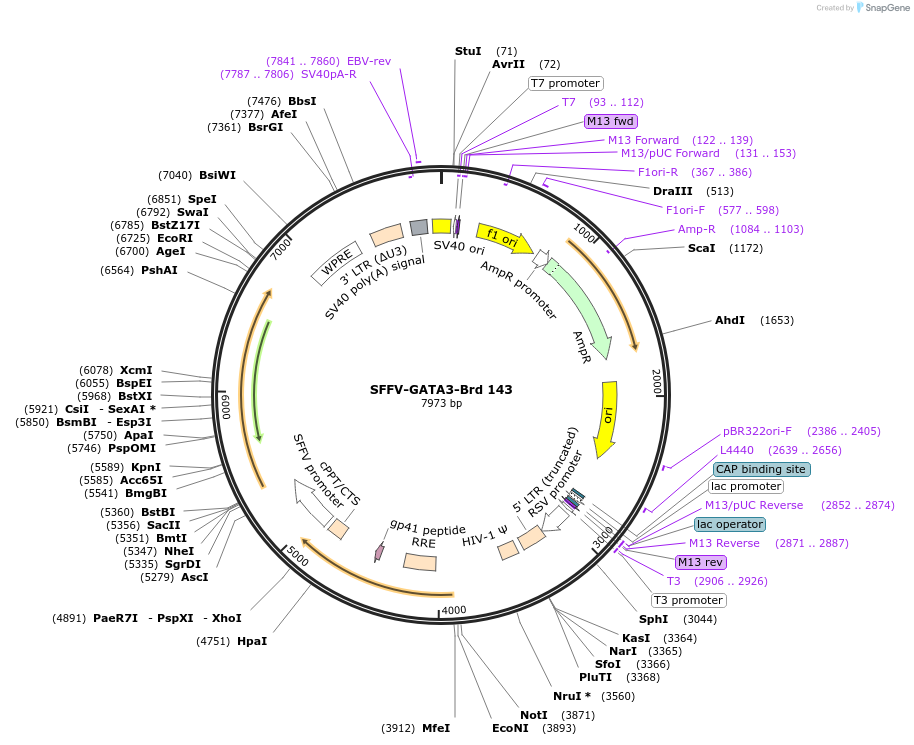 219107-plasmid-map-sequence-id-448925