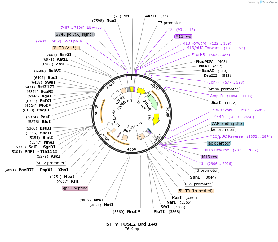 219112-plasmid-map-sequence-id-448928