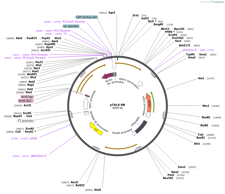36034-plasmid-map-sequence-id-44893