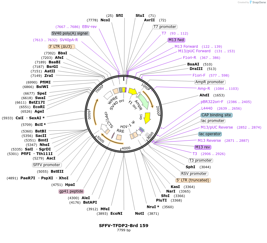 219122-plasmid-map-sequence-id-448936