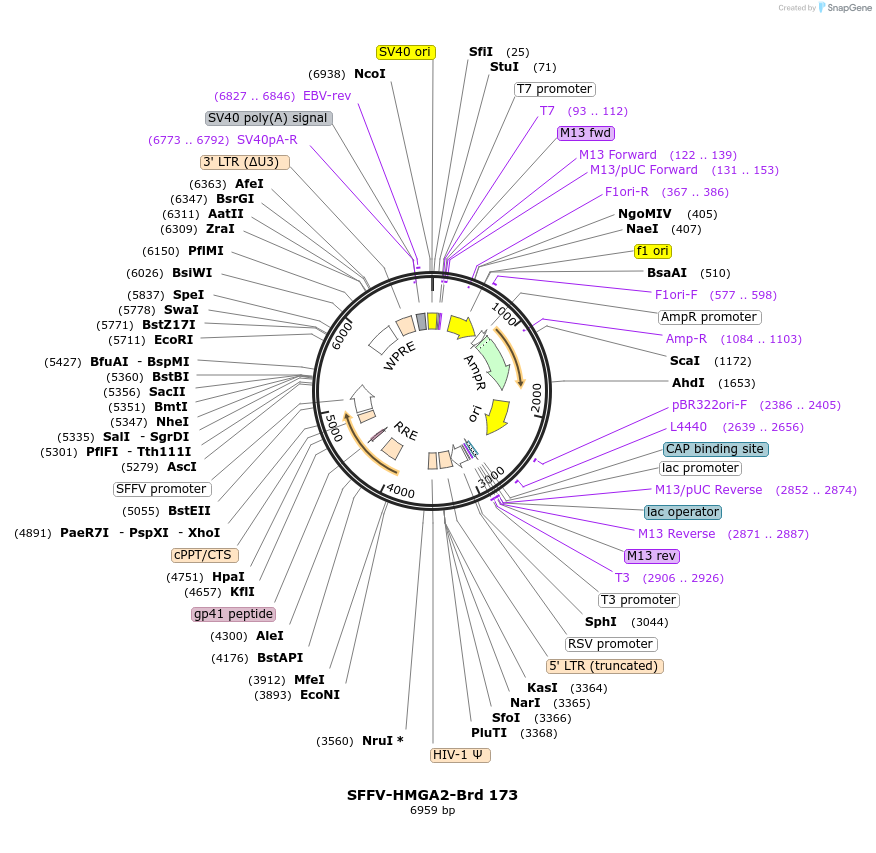 219135-plasmid-map-sequence-id-448947