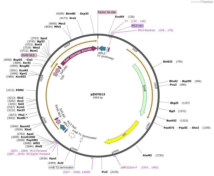 36185-plasmid-map-sequence-id-44895