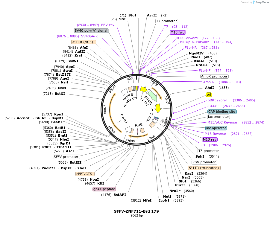 219141-plasmid-map-sequence-id-448952