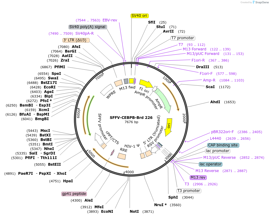 219169-plasmid-map-sequence-id-448955