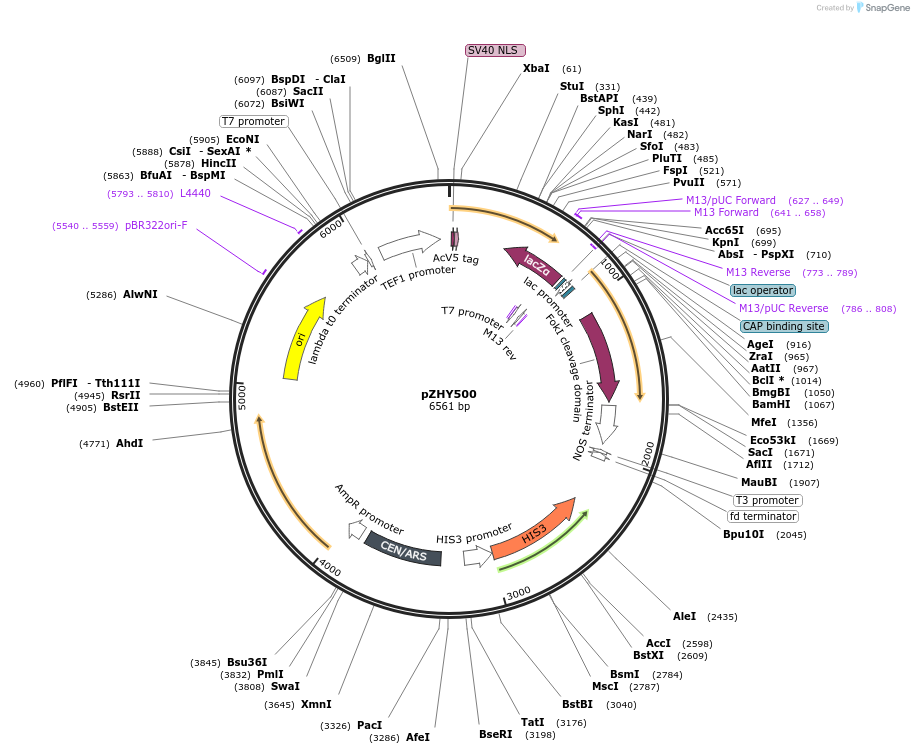 36186-plasmid-map-sequence-id-44896