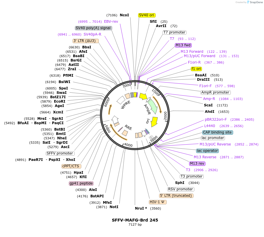 219188-plasmid-map-sequence-id-448969