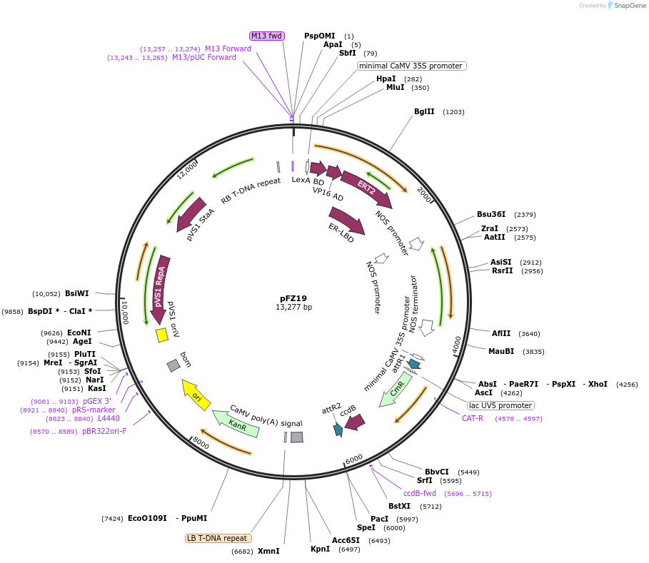 36184-plasmid-map-sequence-id-44898