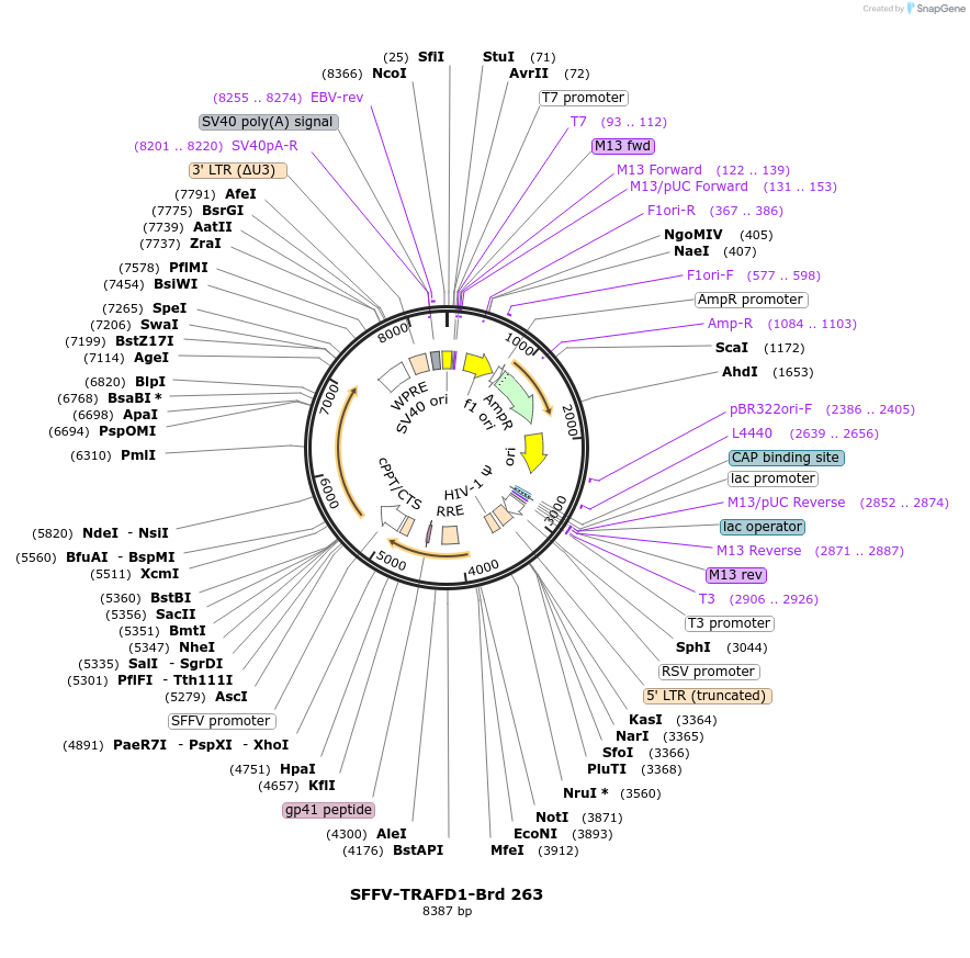 219205-plasmid-map-sequence-id-448982